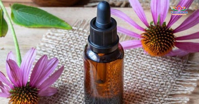 Chiết xuất cúc tím Echinacea tăng cường hệ miễn dịch