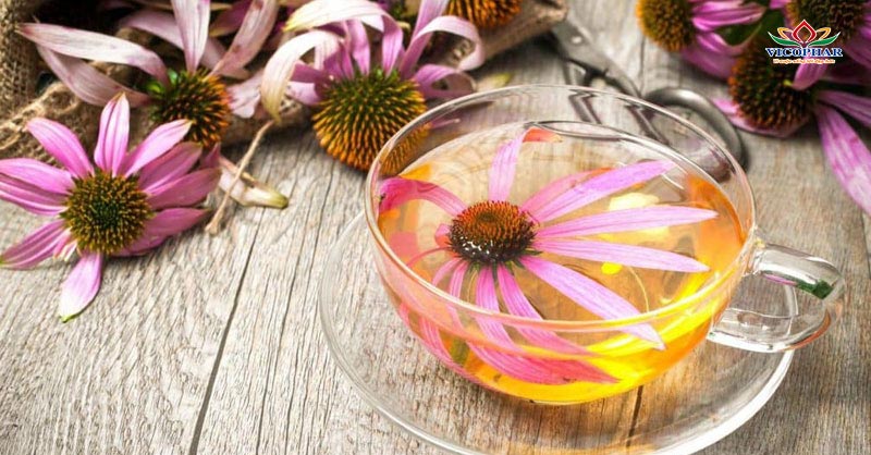 Cúc tím Echinacea là thảo dược tự nhiên hỗ trợ khả năng ăn ngon hiệu quả cho trẻ