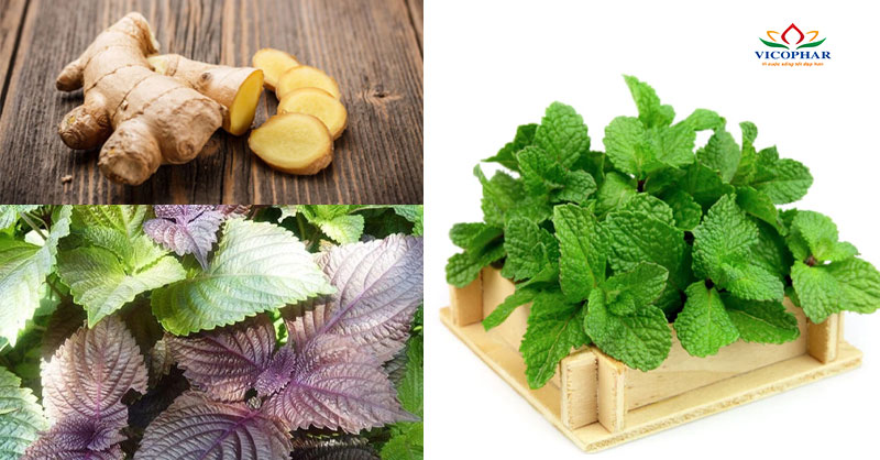 lGừng, tía tô, bạc hà - thảo dược làm ấm bụng, kích thích dịch tiêu hóa