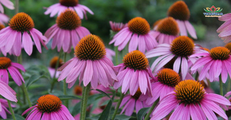 Cúc tím Echinacea angustifolia