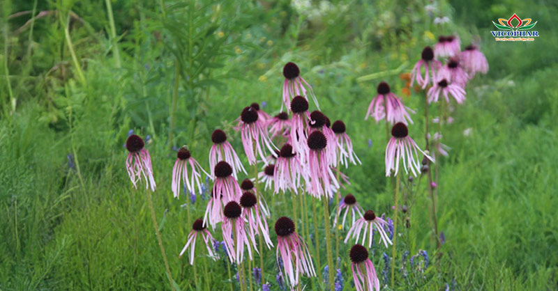 Cúc tím Echinacea pallida