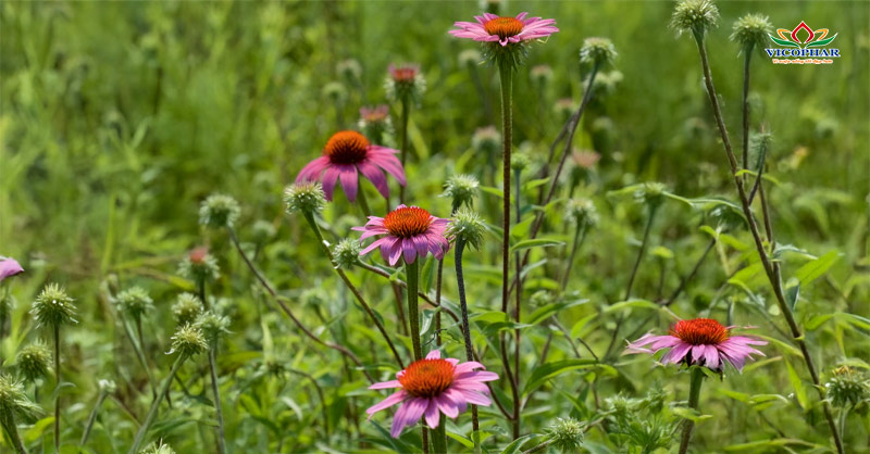 Cúc tím tía - Echinacea purpurea