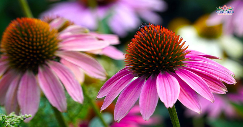 Cúc tím Echinacea tăng cường miễn dịch cho trẻ