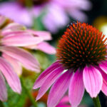Lịch sử cúc tím Echinacea