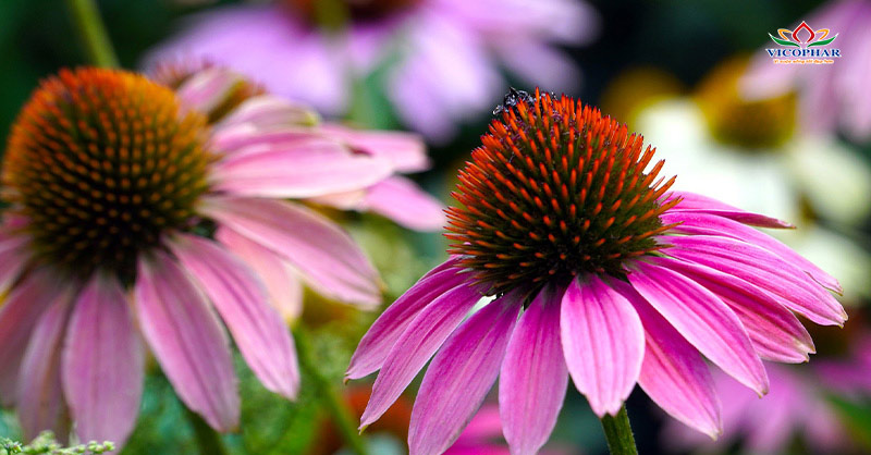 Lịch sử cúc tím Echinacea