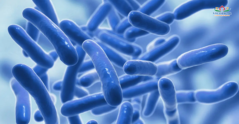 Probiotics – Hỗ trợ tiêu hóa, giảm đầy hơi, ăn ngon miệng