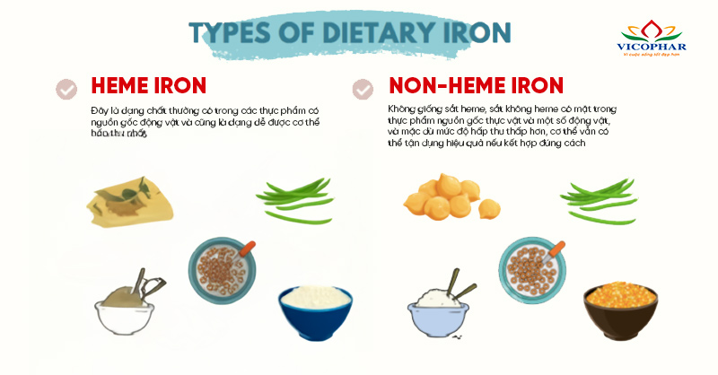 Phân biệt sắt heme và non-heme